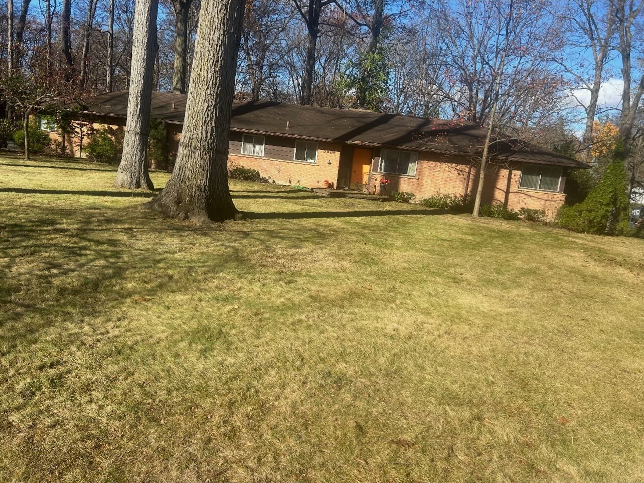 Cleared lawn under mature oaks after a fall cleanup in Farmington Hills
