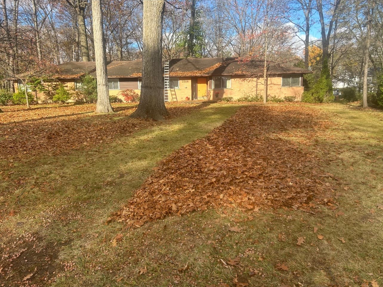 Front yard buried in fallen oak leaves before a fall cleanup in Farmington Hills